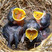Australasian Pipit